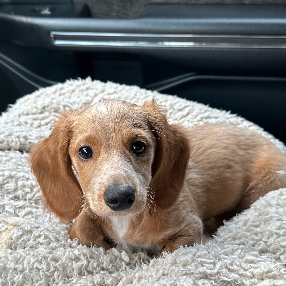 Meet your Posher, Posh